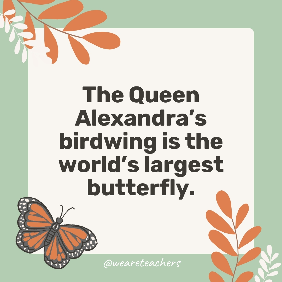 The Queen Alexandra’s birdwing is the world’s largest butterfly. The Queen Alexandra's birdwing is the world's largest butterfly.