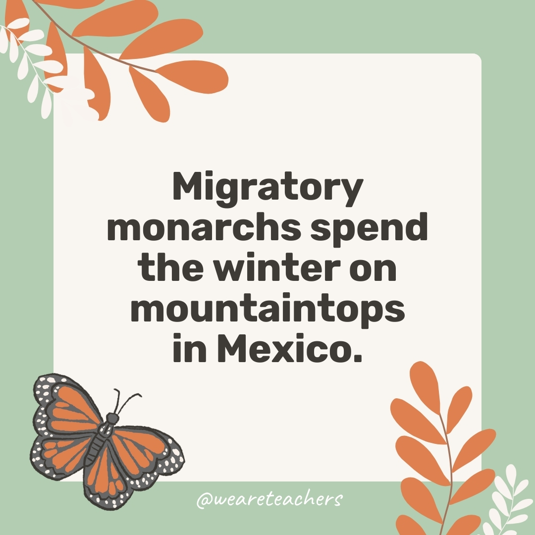 Migratory monarchs spend the winter on mountaintops in Mexico. Migratory monarchs spend the winter on mountaintops in Mexico.