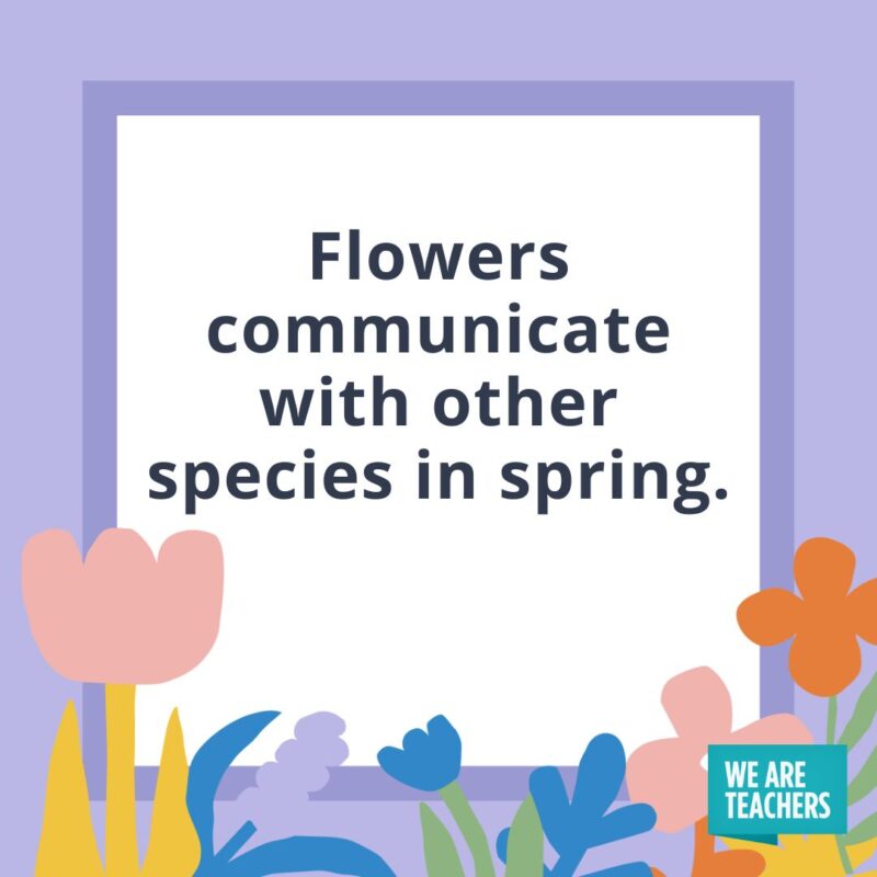 Flowers communicate with other species in spring. Flowers communicate with other species in spring.