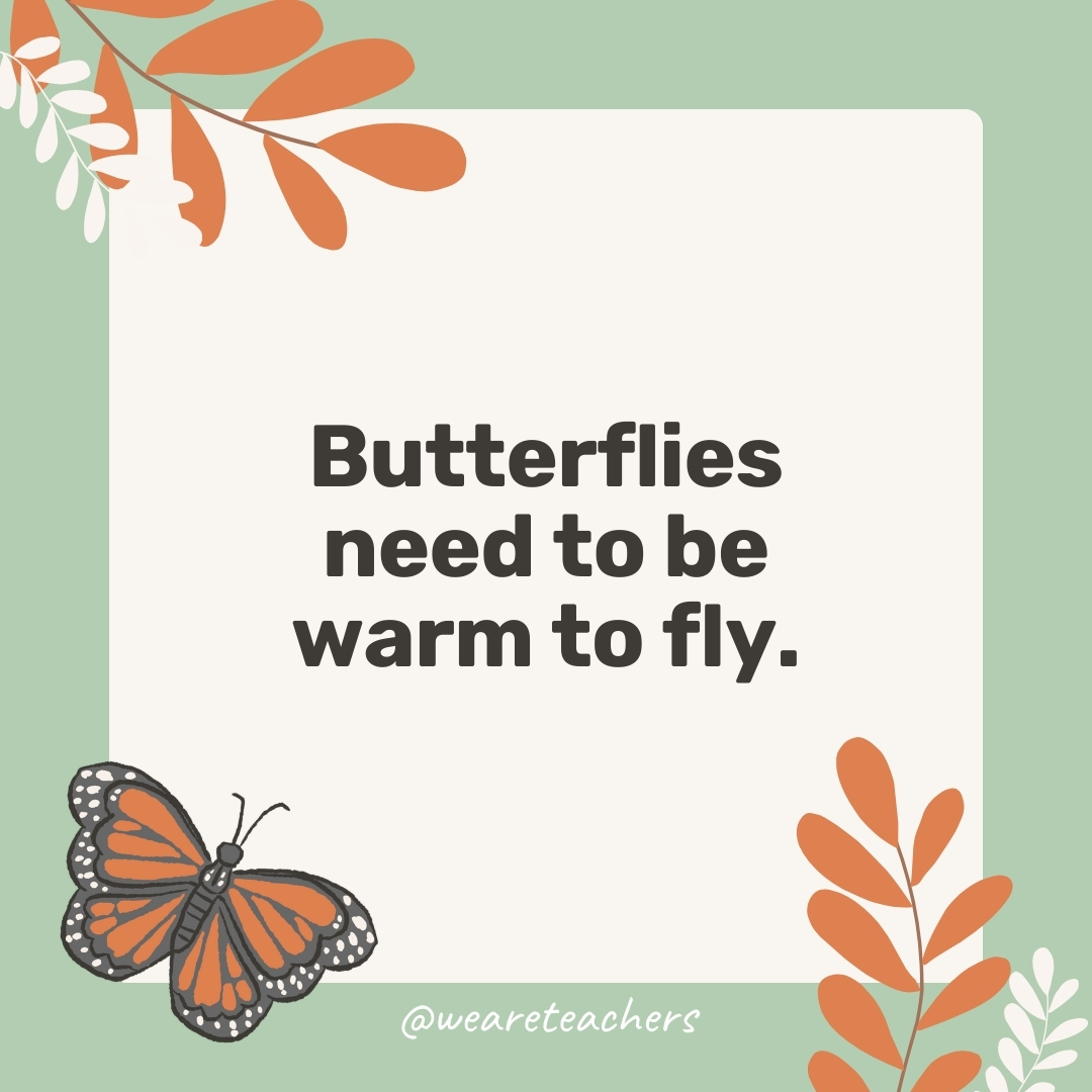 Butterflies need to be warm to fly. Butterflies need to be warm to fly.