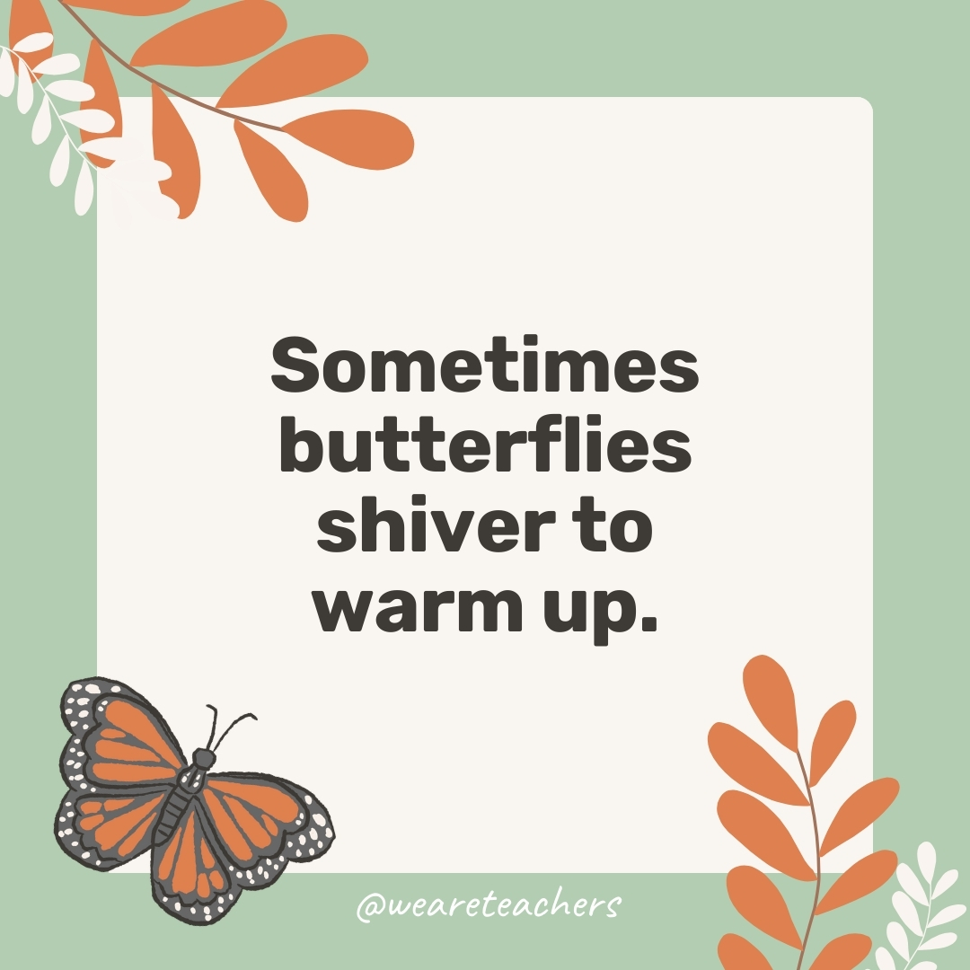 Sometimes butterflies shiver to warm up. Sometimes butterflies shiver to warm up.- facts about butterflies