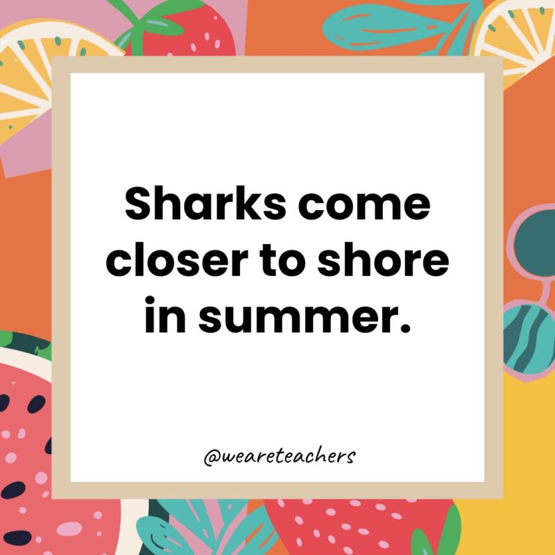 Sharks come closer to shore in summer. Sharks come closer to shore in summer.