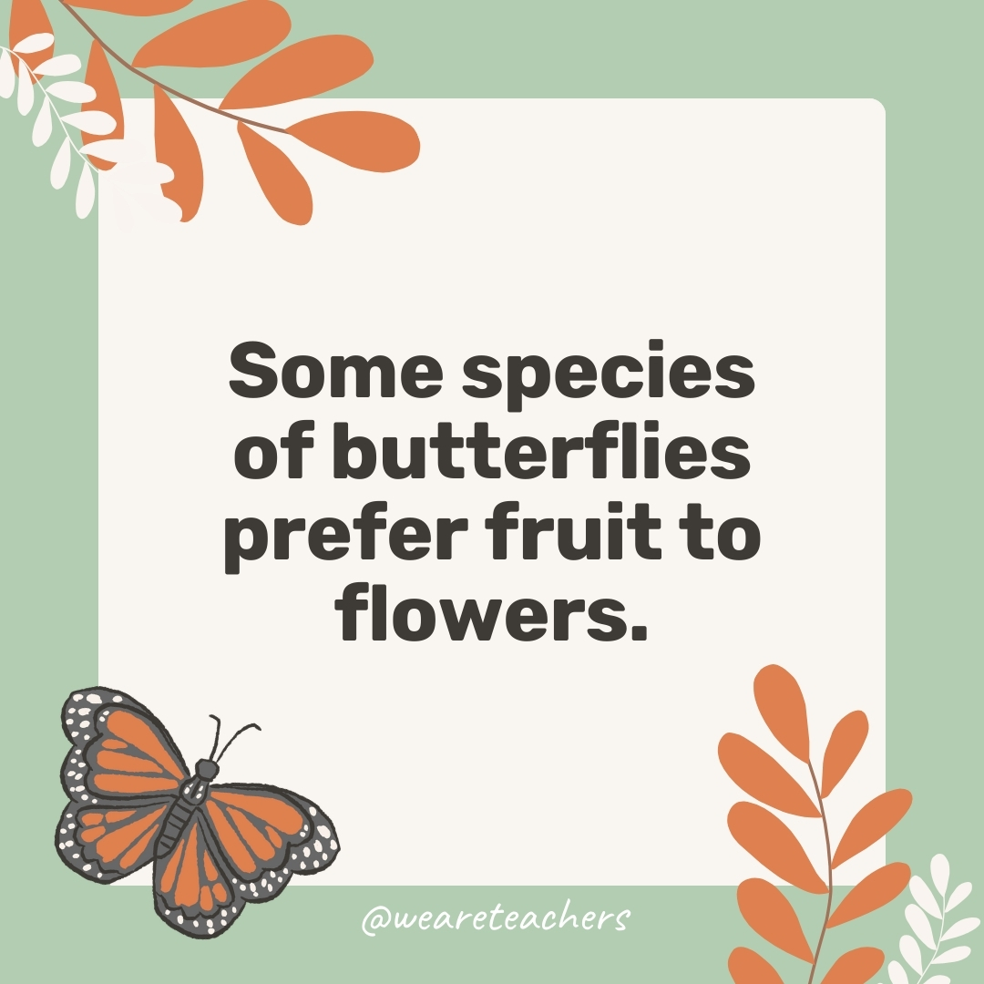 Some species of butterflies prefer fruit to flowers. Some species of butterflies prefer fruit to flowers.