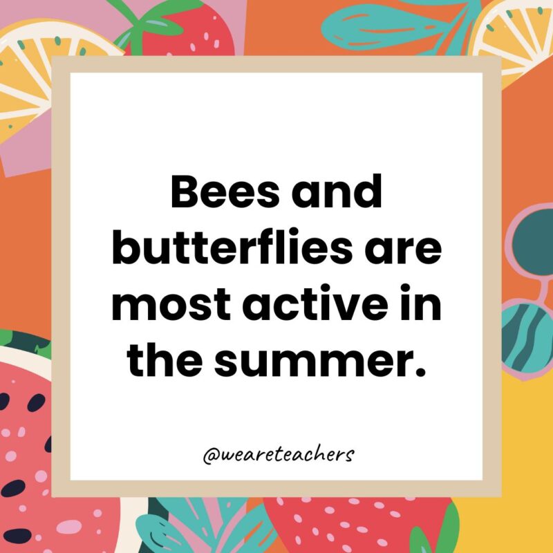 Bees and butterflies are most active in the summer. Bees and butterflies are most active in the summer.