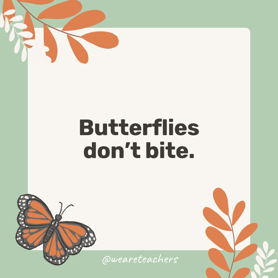 Butterflies don’t bite. Butterflies don't bite.- facts about butterflies