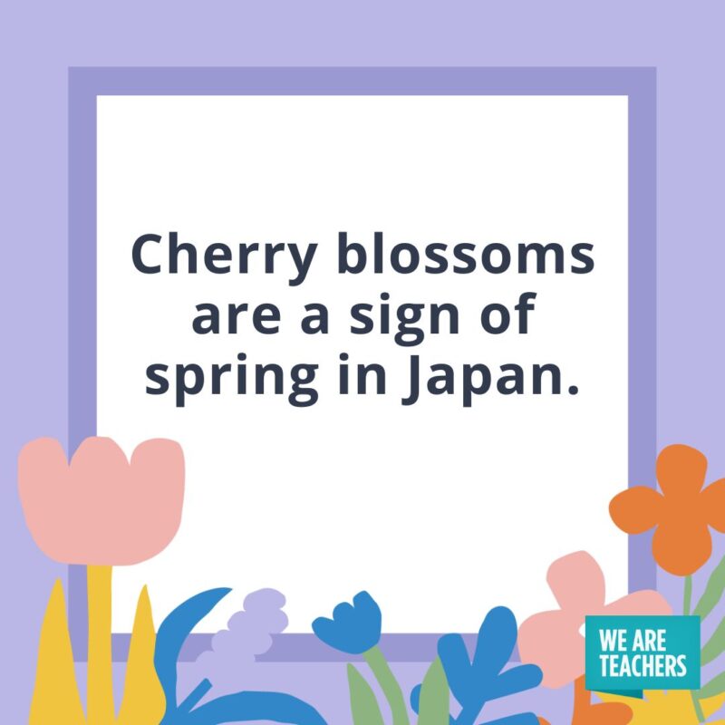 17Cherry blossoms are a sign of spring in Japan. Cherry blossoms are a sign of spring in Japan.