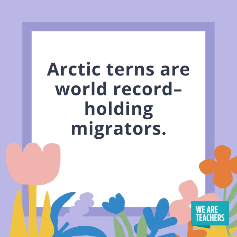 Arctic terns are world record–holding migrators. Arctic terns are world record–holding migrators.