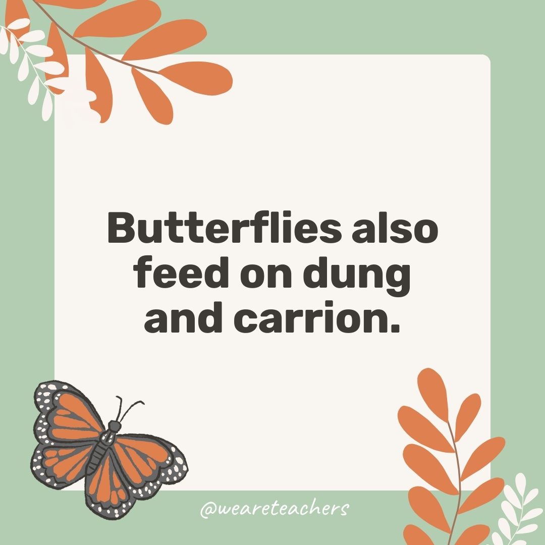 Butterflies also feed on dung and carrion. Butterflies also feed on dung and carrion.- facts about butterflies