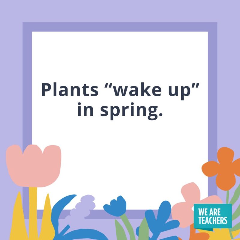 Plants “wake up” in spring. Plants "wake up" in spring.