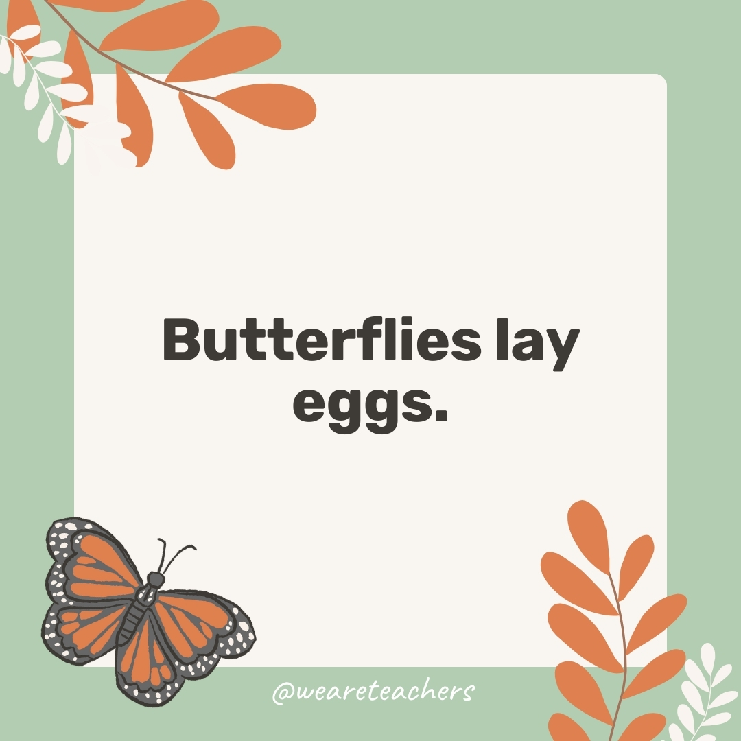 Butterflies lay eggs. Butterflies lay eggs.