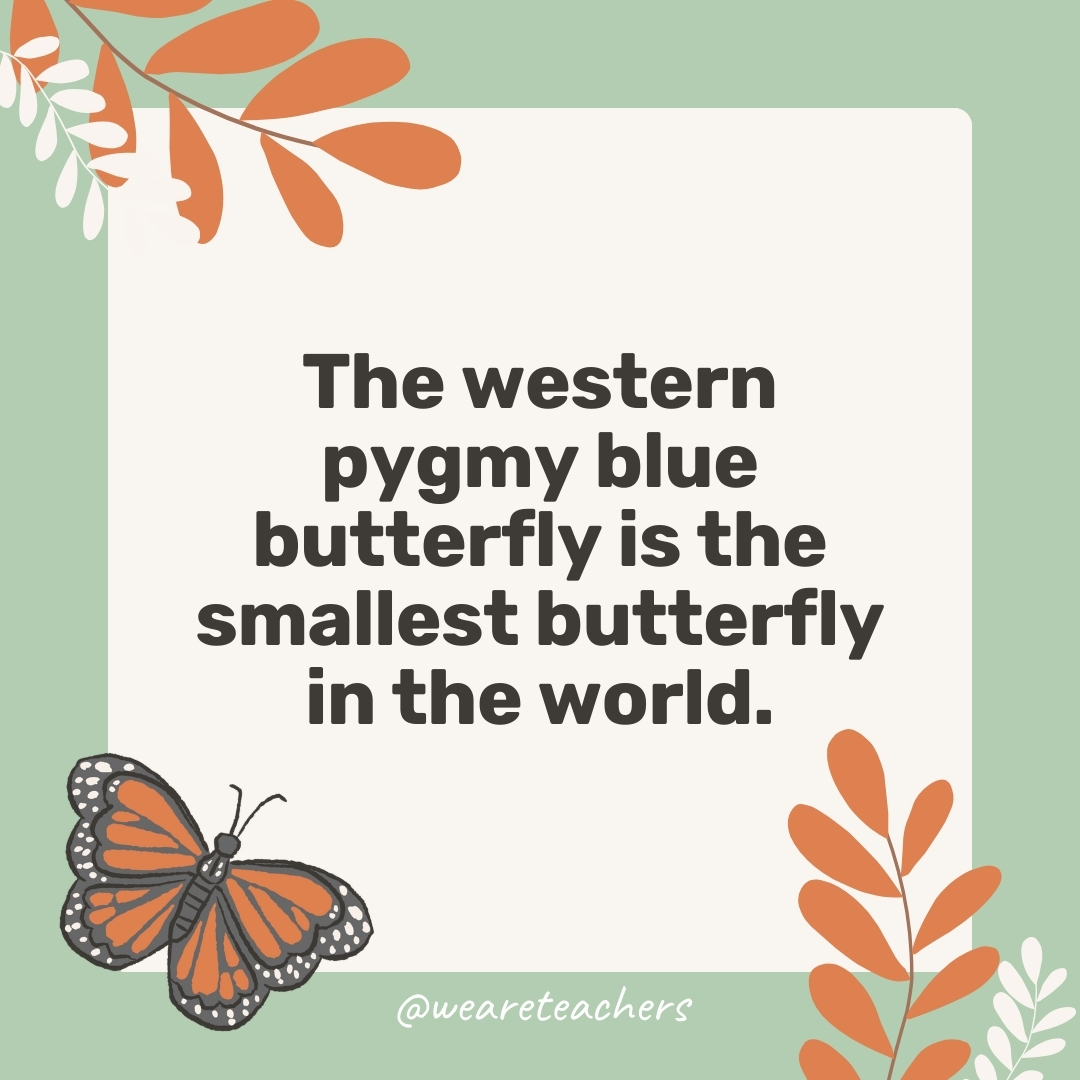 The western pygmy blue butterfly is the smallest butterfly in the world. The western pygmy blue butterfly is the smallest butterfly in the world.- facts about butterflies