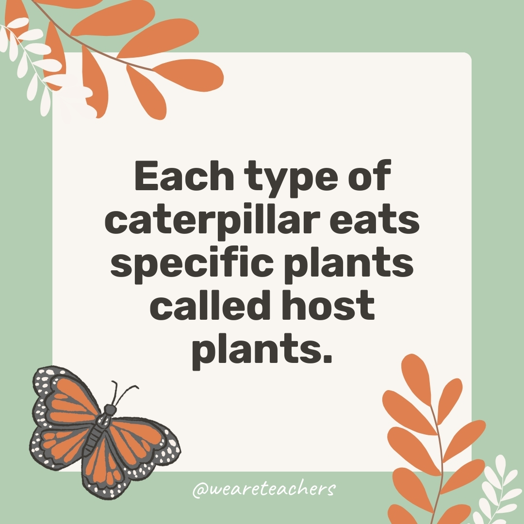 Each type of caterpillar eats specific plants called host plants. Each type of caterpillar eats specific plants called host plants.- facts about butterflies