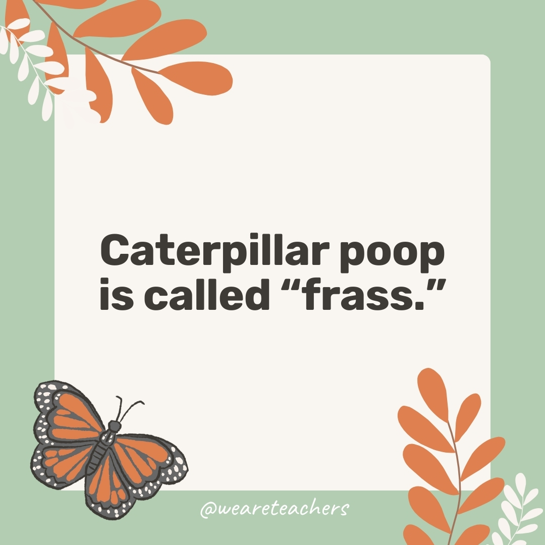 Caterpillar poop is called “frass.” Caterpillar poop is called "frass."