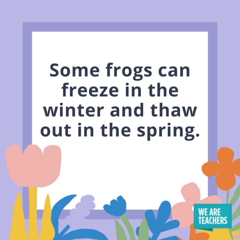 Some frogs can freeze in the winter and thaw out in the spring. Some frogs can freeze in the winter and thaw out in the spring.