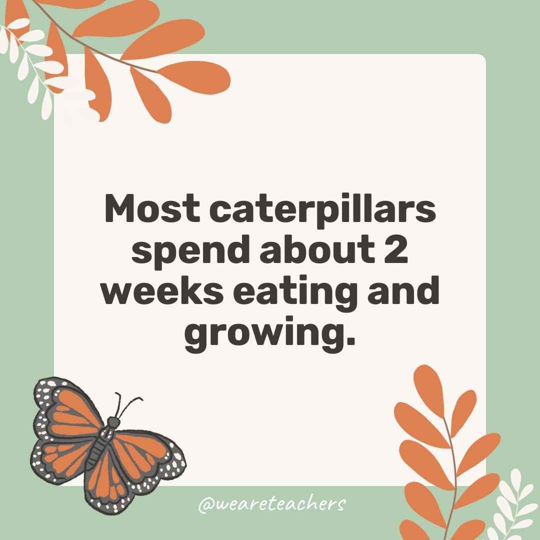 Most caterpillars spend about 2 weeks eating and growing. Most caterpillars spend about 2 weeks eating and growing.- facts about butterflies
