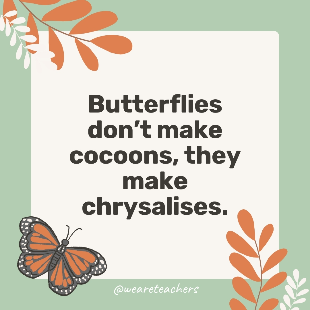 Butterflies don’t make cocoons, they make chrysalises. Butterflies don't make cocoons, they make chrysalises.