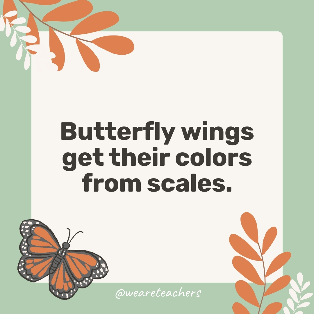 Butterfly wings get their colors from scales. Butterfly wings get their colors from scales.- facts about butterflies
