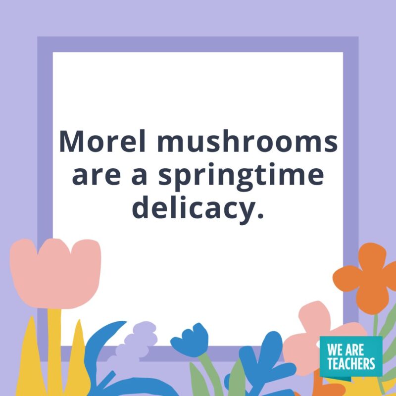 Morel mushrooms are a springtime delicacy. Morel mushrooms are a springtime delicacy.
