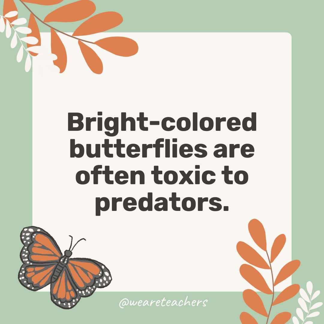 Bright-colored butterflies are often toxic to predators. Bright-colored butterflies are often toxic to predators.