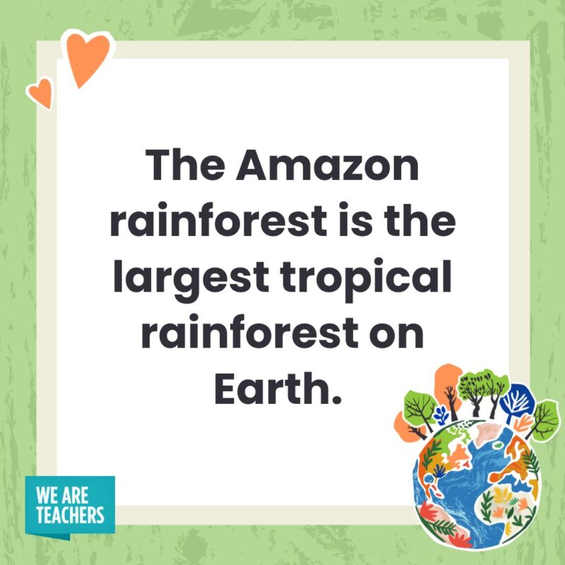 The Amazon rainforest is the largest tropical rainforest on Earth. The Amazon rainforest is the largest tropical rainforest on Earth.