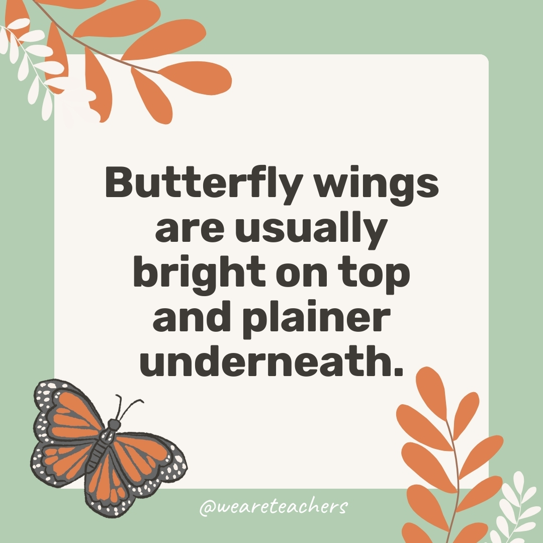 Butterfly wings are usually bright on top and plainer underneath. Butterfly wings are usually bright on top and plainer underneath.- facts about butterflies