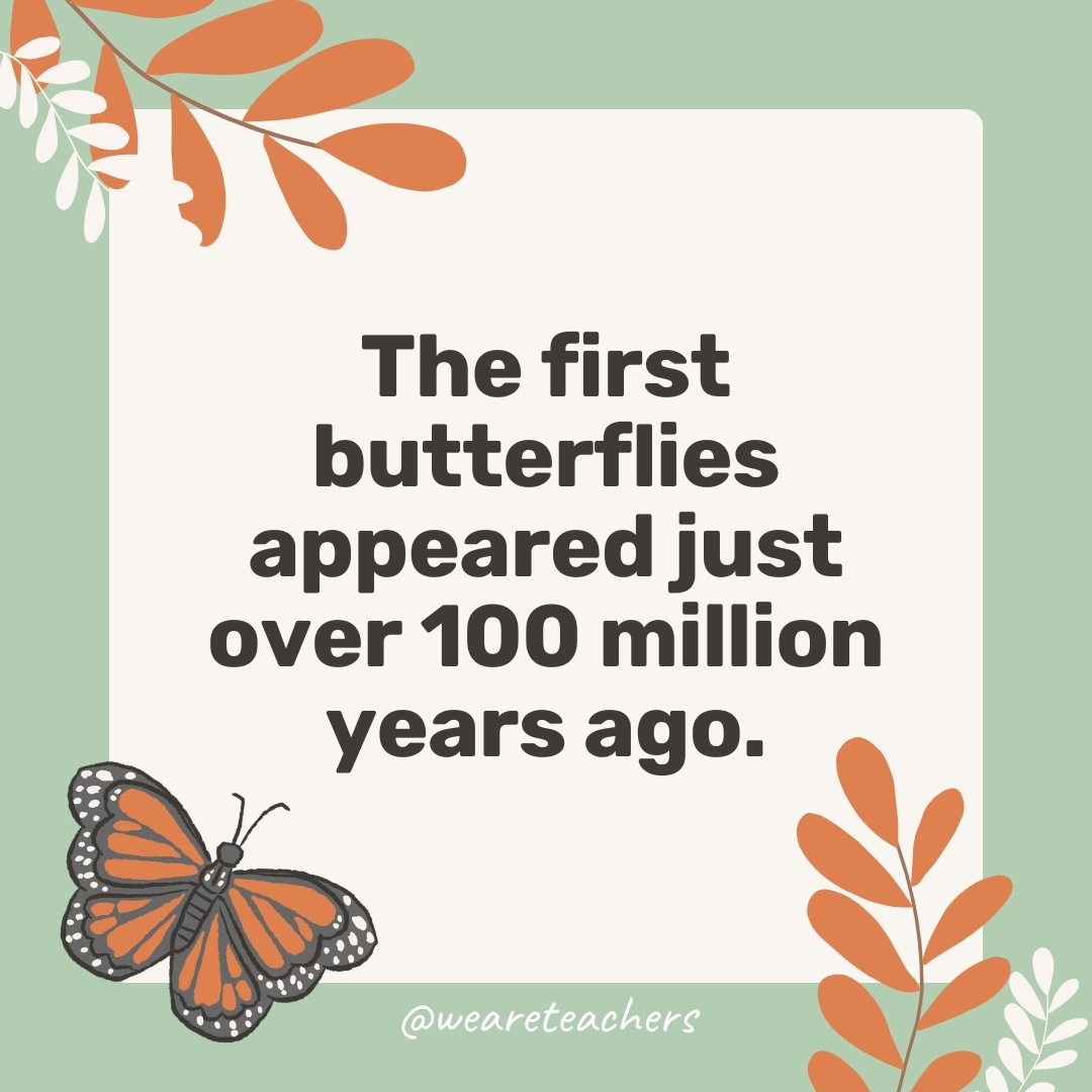 The first butterflies appeared just over 100 million years ago. The first butterflies appeared just over 100 million years ago.