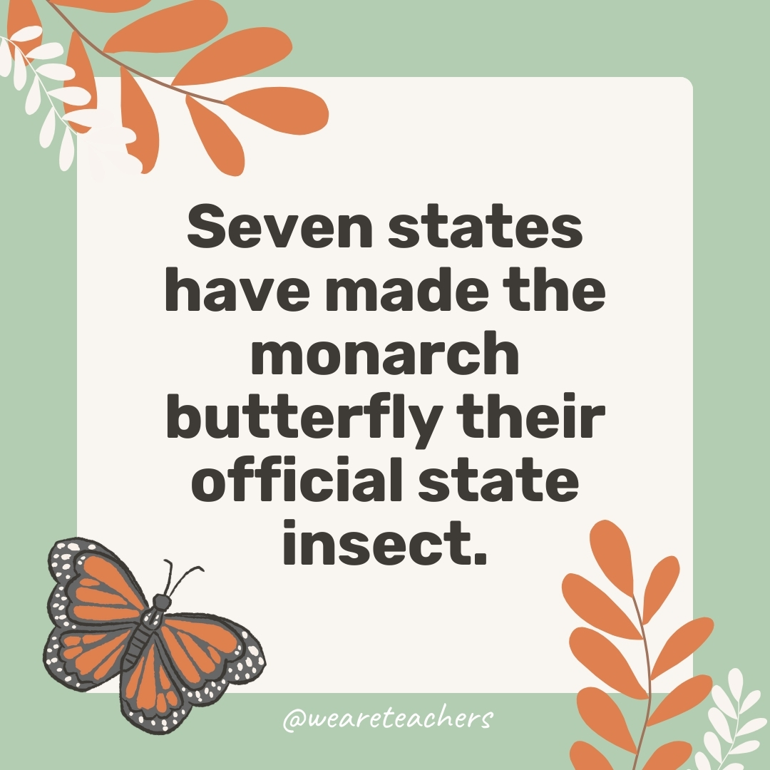 Seven states have made the monarch butterfly their official state insect. Seven states have made the monarch butterfly their official state insect.