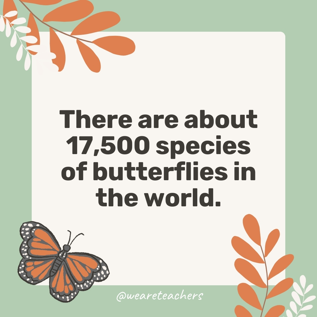 There are about 17,500 species of butterflies in the world. There are about 17,500 species of butterflies in the world.