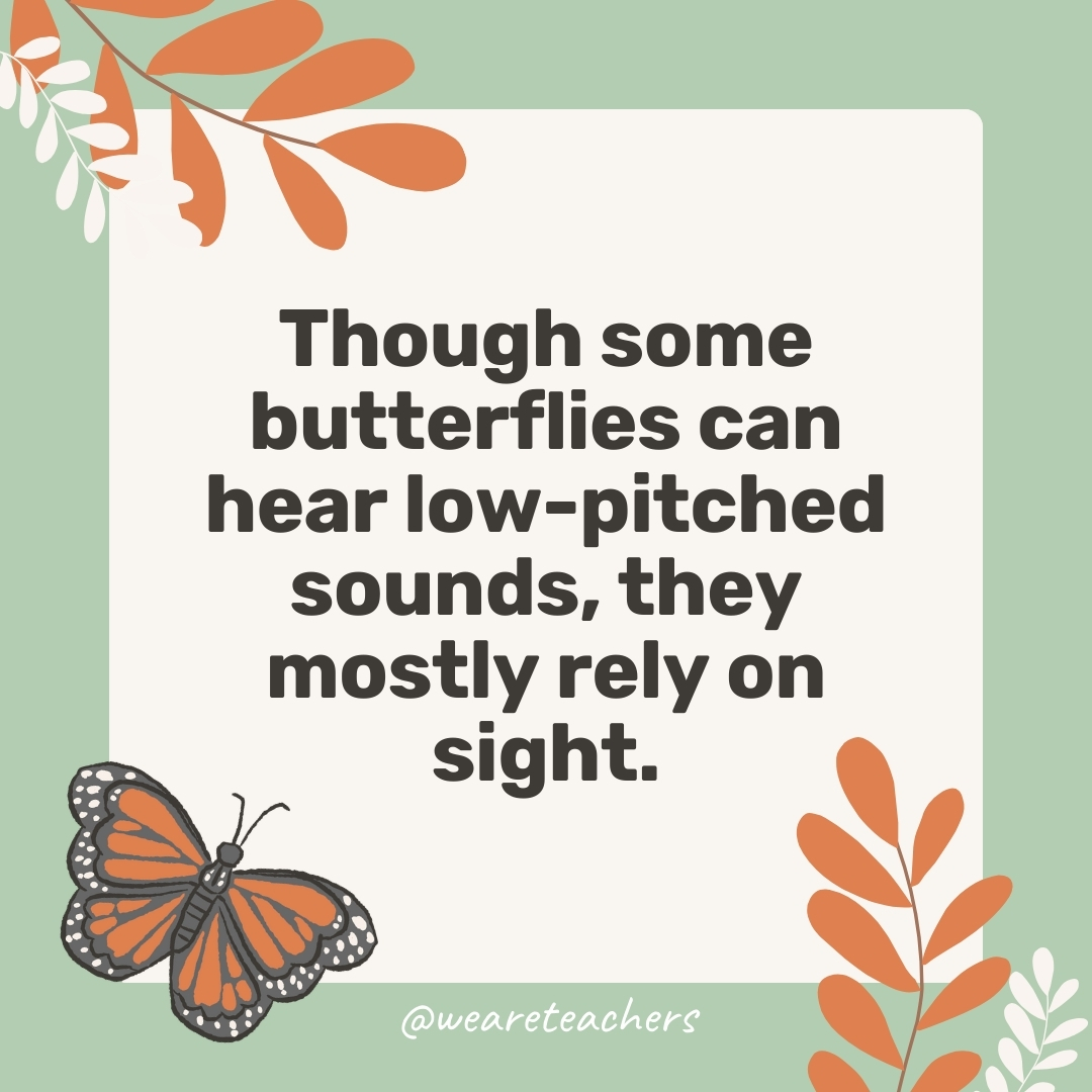 Though some butterflies can hear low-pitched sounds, they mostly rely on sight. Though some butterflies can hear low-pitched sounds, they mostly rely on sight.- facts about butterflies