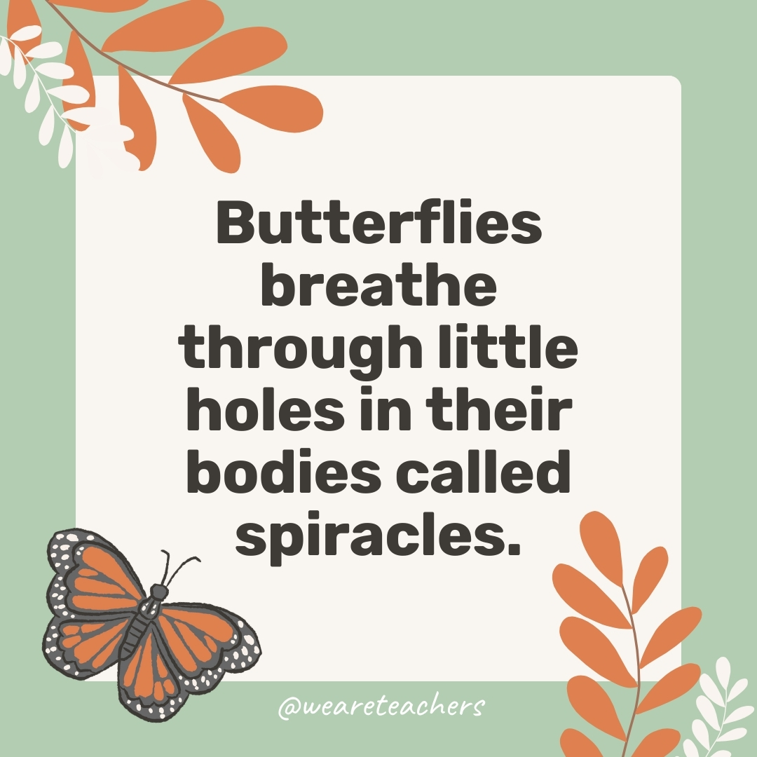 Butterflies breathe through little holes in their bodies called spiracles. Butterflies breathe through little holes in their bodies called spiracles.