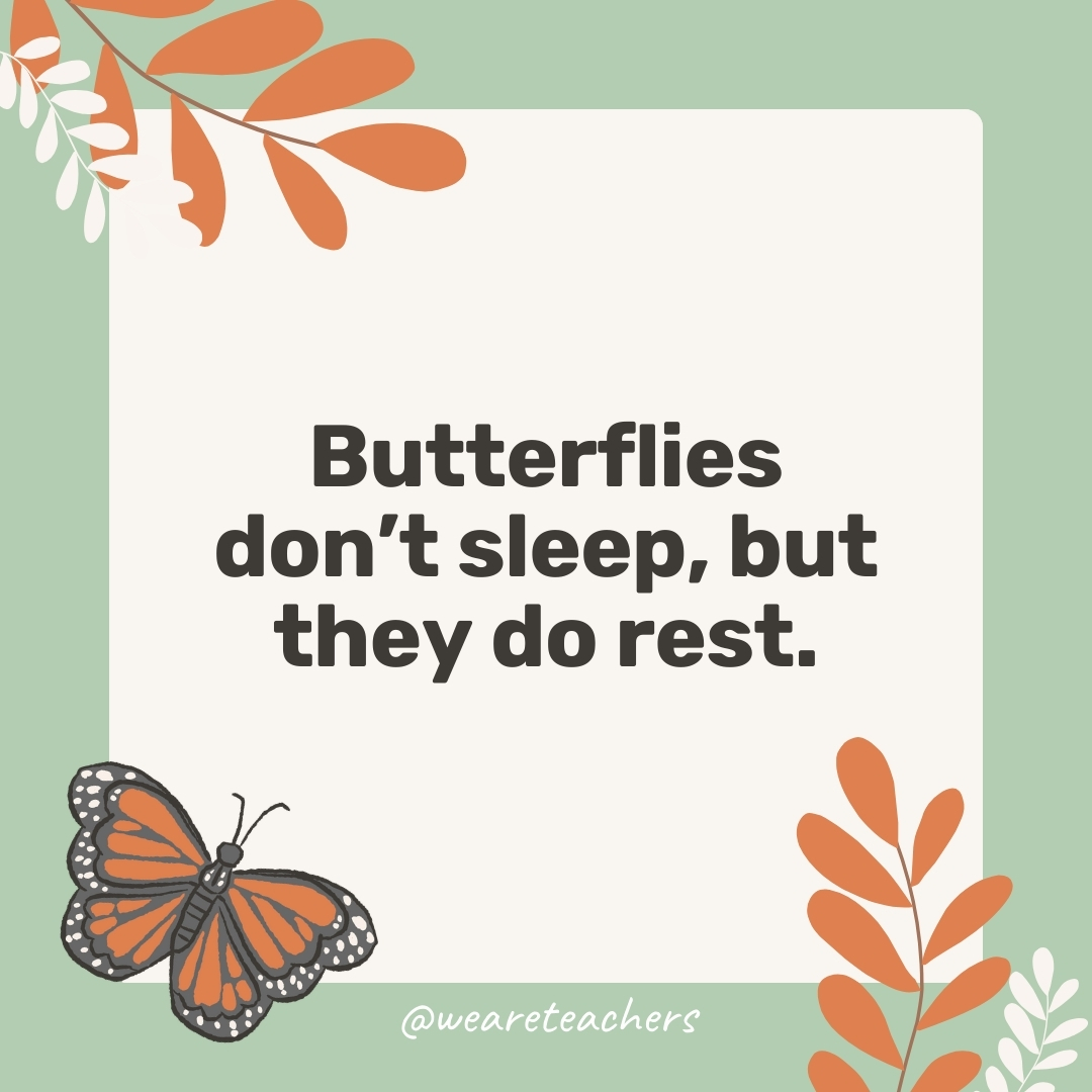 Butterflies don’t sleep, but they do rest. Butterflies don't sleep, but they do rest.- facts about butterflies