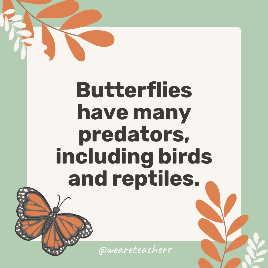 Butterflies have many predators, including birds and reptiles. Butterflies have many predators, including birds and reptiles.