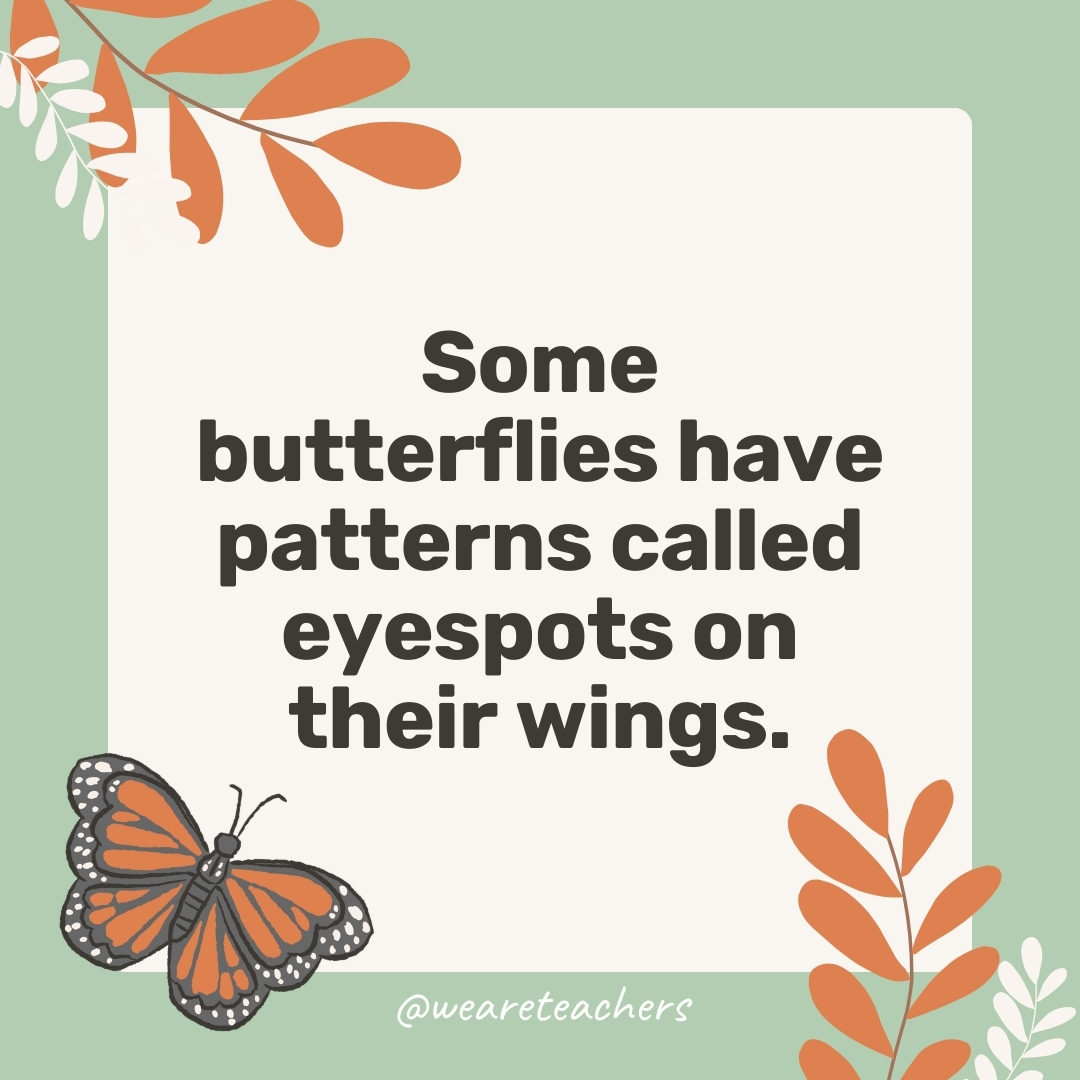 Some butterflies have patterns called eyespots on their wings. Some butterflies have patterns called eyespots on their wings.