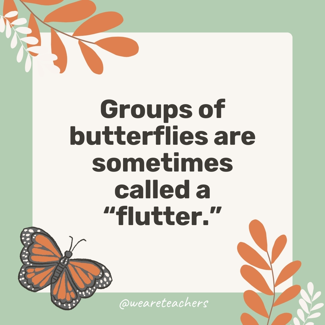 Groups of butterflies are sometimes called a “flutter.” Groups of butterflies are sometimes called a "flutter."- facts about butterflies