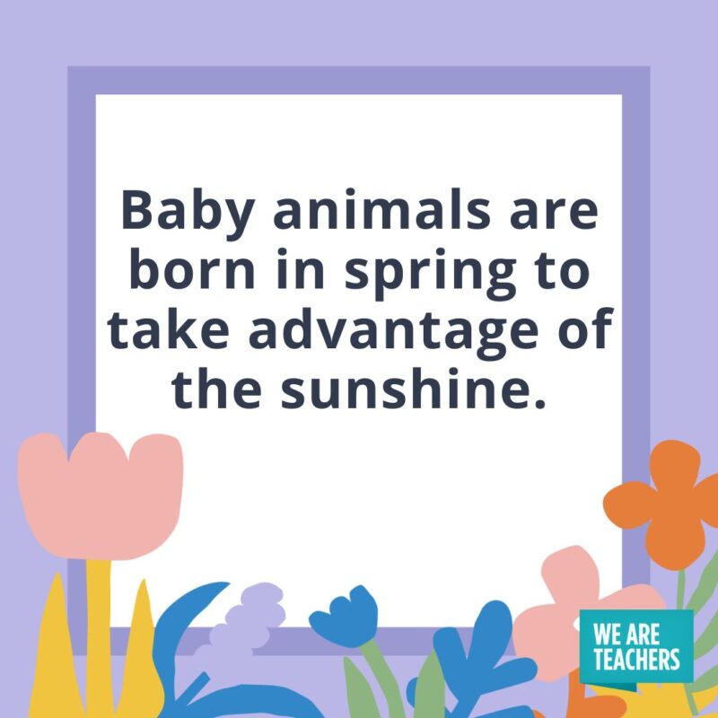 Baby animals are born in spring to take advantage of the sunshine. Baby animals are born in spring to take advantage of the sunshine.