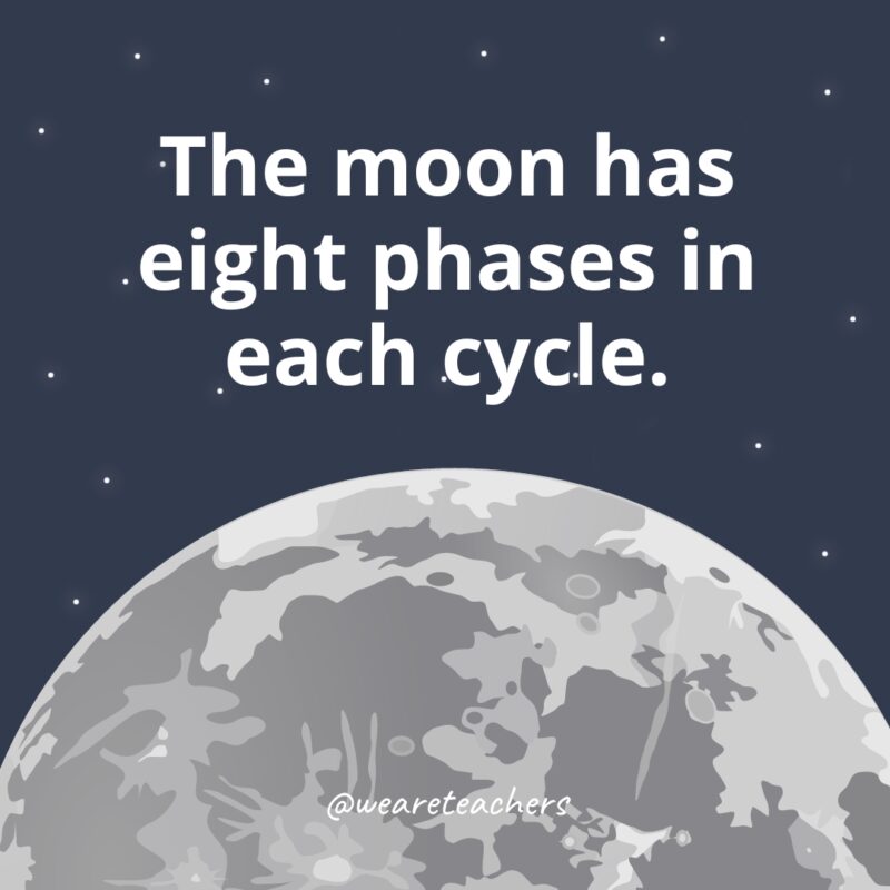 The moon has eight phases in each cycle. The moon has eight phases in each cycle as example of facts about the moon.