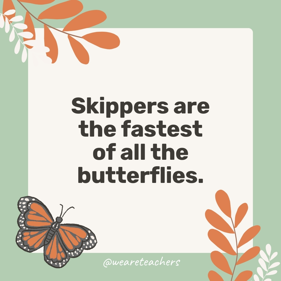 Skippers are the fastest of all the butterflies. Skippers are the fastest of all the butterflies.