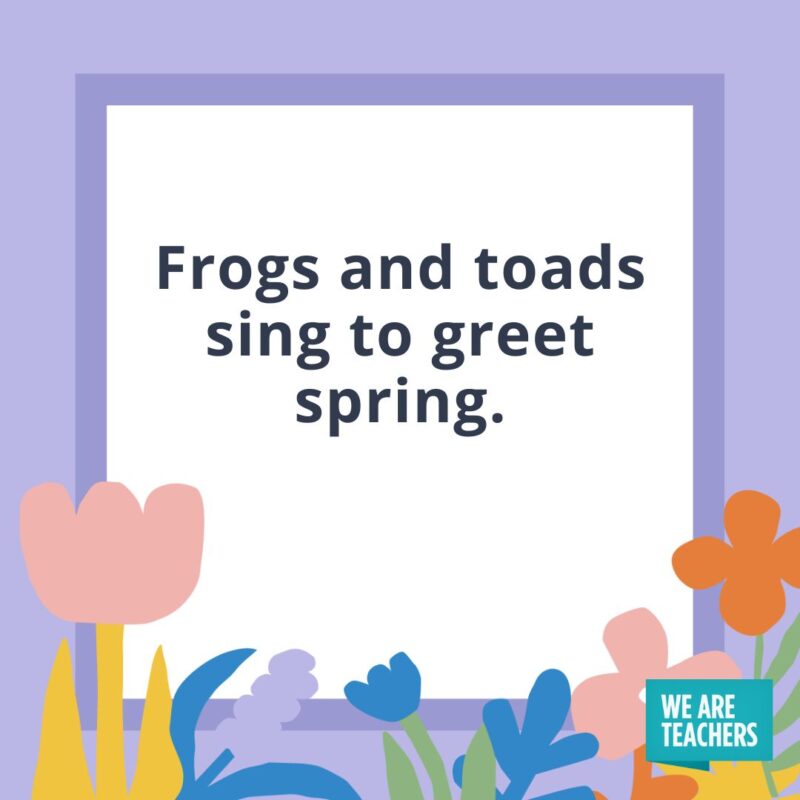 Frogs and toads sing to greet spring. Frogs and toads sing to greet spring.
