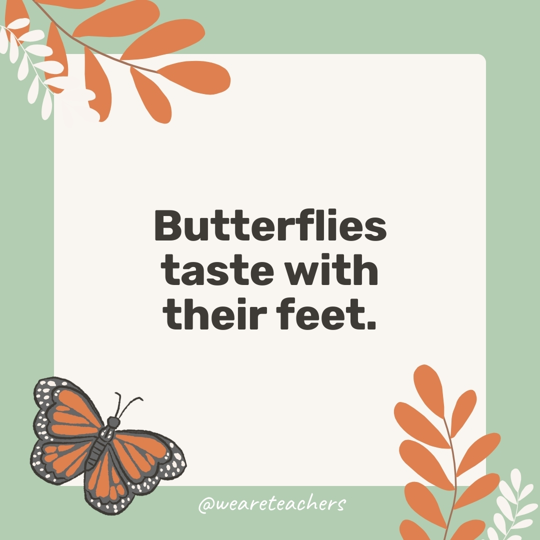 Butterflies taste with their feet. Butterflies taste with their feet.- facts about butterflies