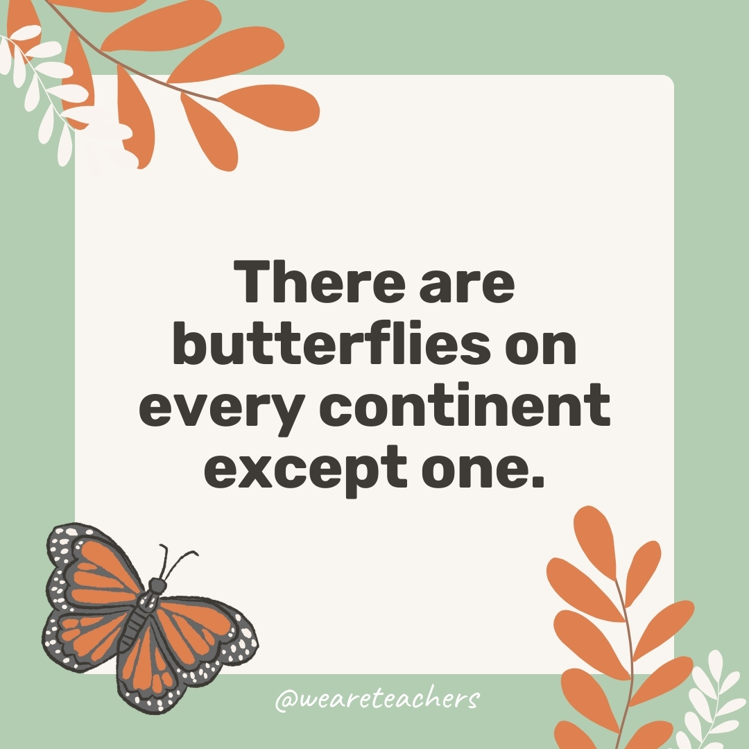 There are butterflies on every continent except one. There are butterflies on every continent except one.