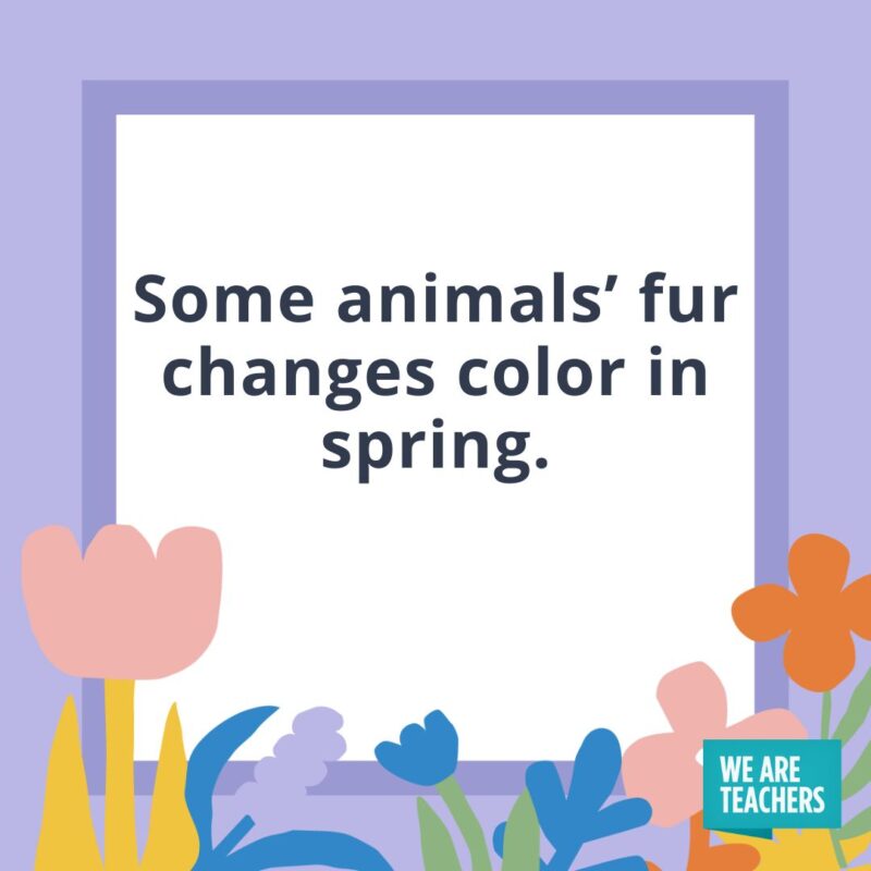 Some animals’ fur changes color in spring. Some animals' fur changes color in spring.
