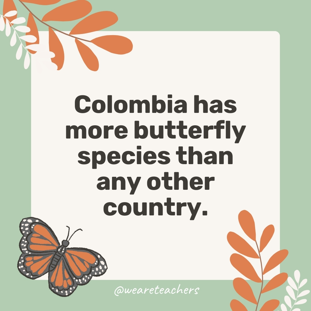 Colombia has more butterfly species than any other country. Colombia has more butterfly species than any other country.- facts about butterflies