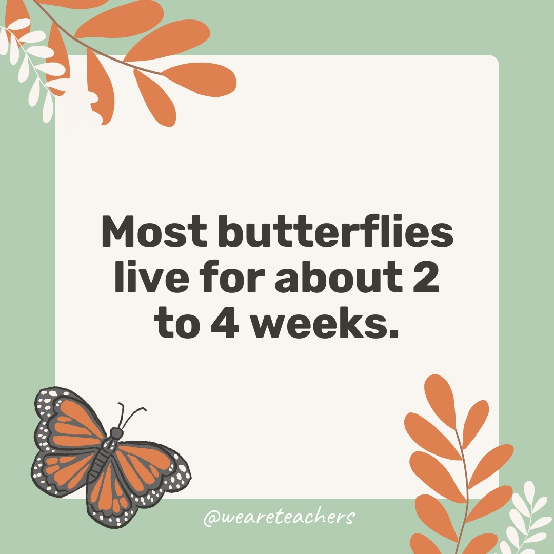 Most butterflies live for about 2 to 4 weeks. Most butterflies live for about 2 to 4 weeks.