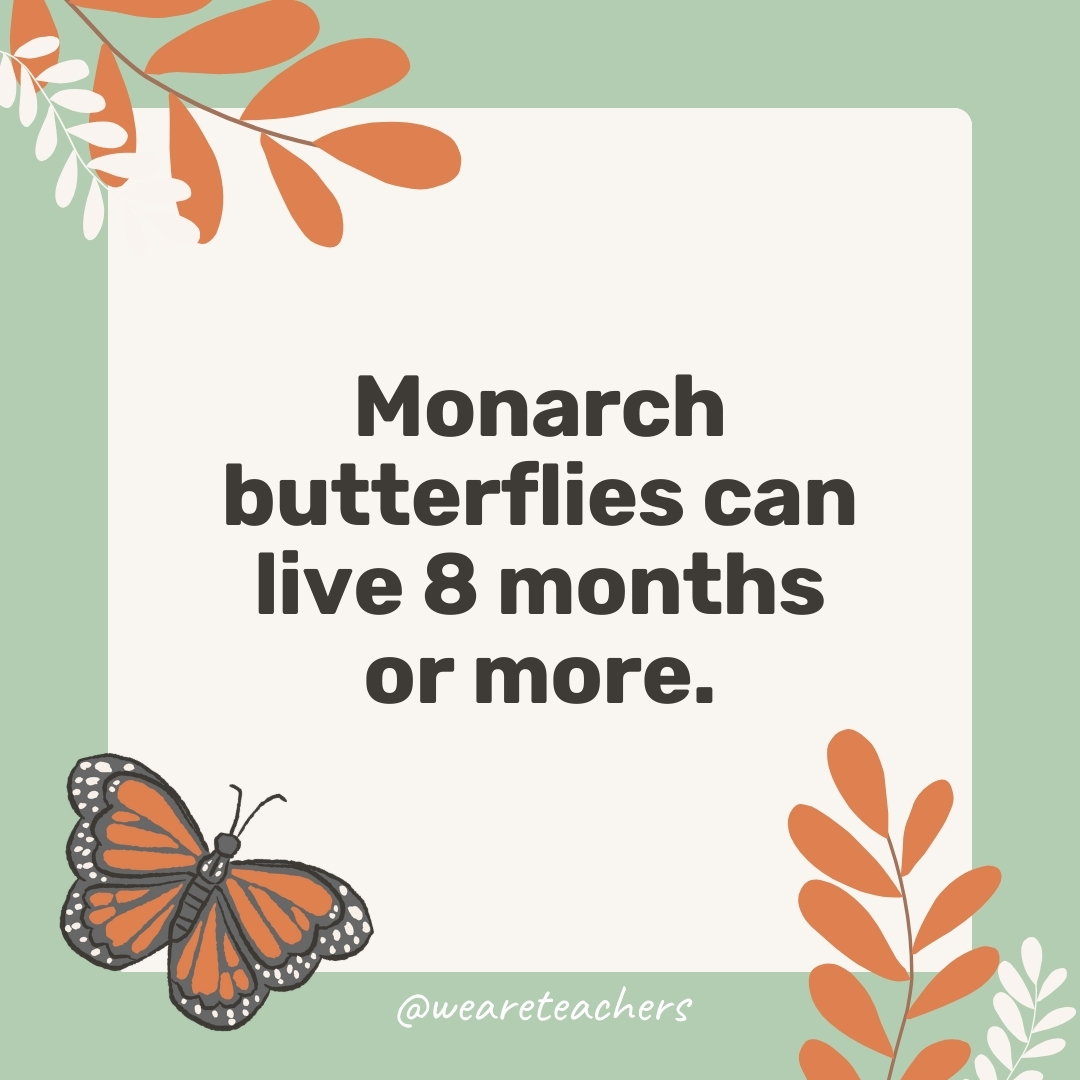 Monarch butterflies can live 8 months or more. Monarch butterflies can live 8 months or more.