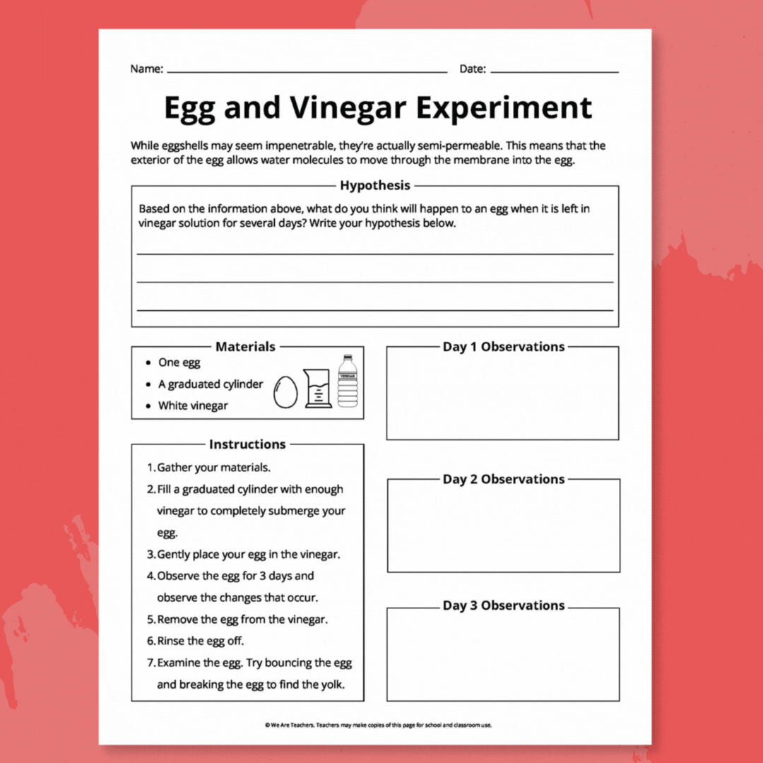 Egg & Vinegar Experiment GIF GIF showing egg and vinegar science experiment recording worksheet pages.