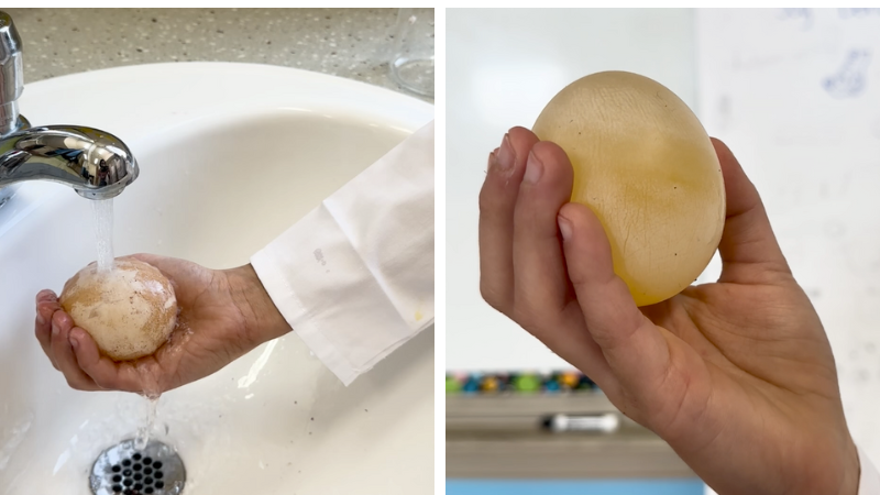 Egg-and-Vinegar-Science-Experiment-Examine-Results See the results of the experiment.