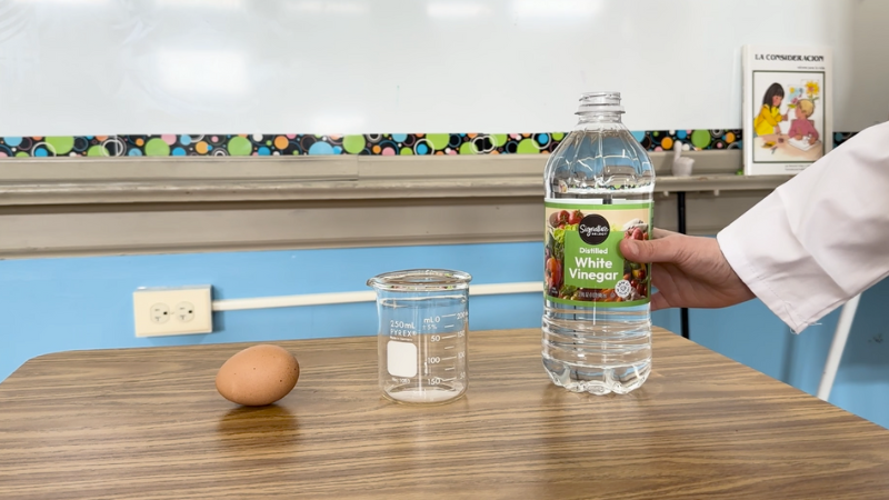 Egg-and-Vinegar-Science-Experiment-Materials Supplies for the egg and vinegar science experiment
