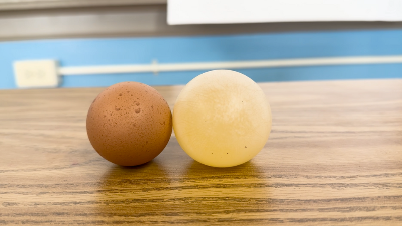 Egg-and-Vinegar-Science-Experiment-Other-options