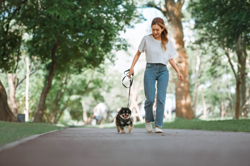 Owner walking with dog together in park outdoors, summer vacation, Adorable domestic pet concept, Friendship between human and their pet Owner walking with dog together in park outdoors, summer vacation, Adorable domestic pet concept, Friendship between human and their pet