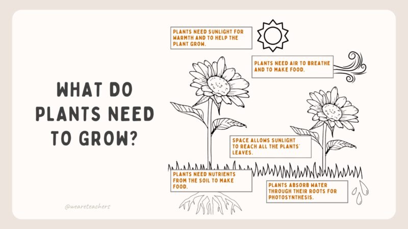 What Do Seeds Need to Grow? Diagram explaining what seeds need to grow.